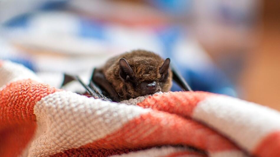 fledermaus im haus