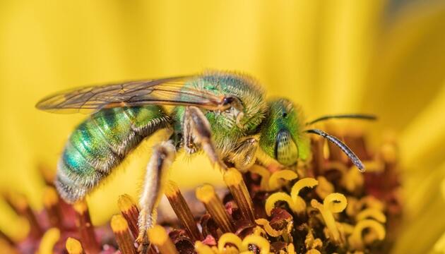 Farblich wandelbare Biene
