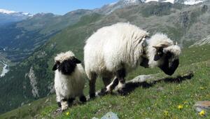Walliser Schwarznasenschafe