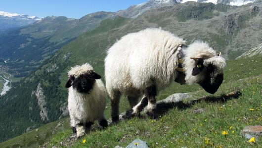 Walliser Schwarznasenschafe