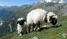 Walliser Schwarznasenschafe