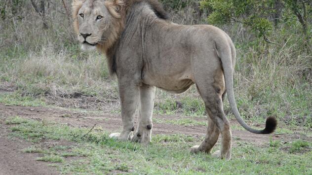 Löwe in Afrika