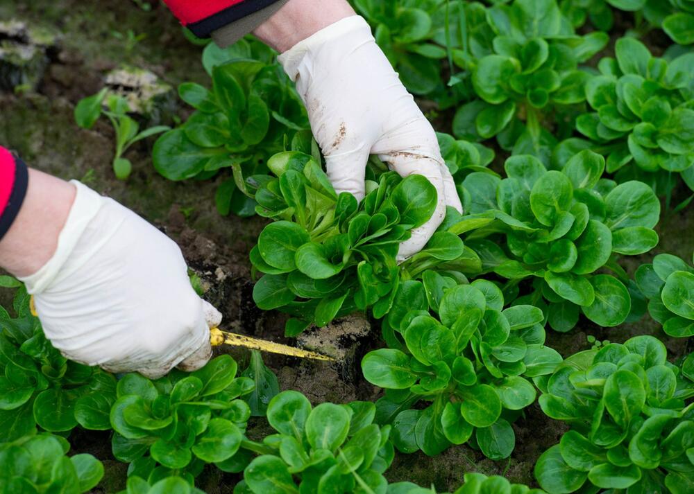 Feldsalat wird im Winter geerntet