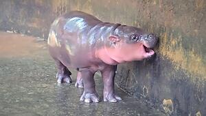 „Gegrillter Schweinefleischsalat“: Thailands neues Hippo-Baby heisst Moo Nam Tok