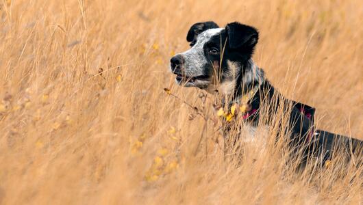 Hund im Feld