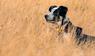 Hund im Feld 