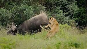 Angriff aus dem Hinterhalt: Löwin erlebt blaues Wunder
