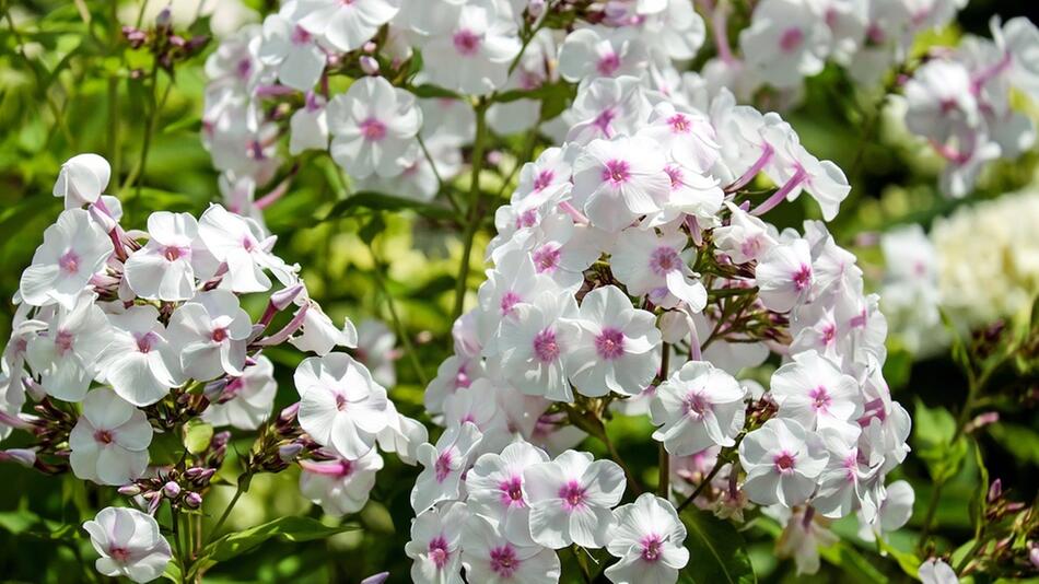 phlox
