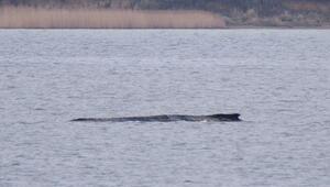 Wal erneut gestrandet