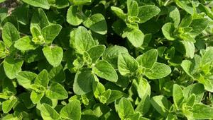 Oregano pflanzen