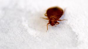 Pariser Filminstitut schliesst Kinosäle wegen Bettwanzen