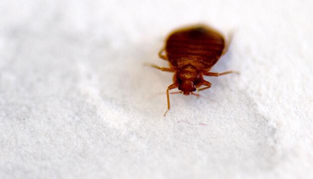 Pariser Filminstitut schliesst Kinosäle wegen Bettwanzen