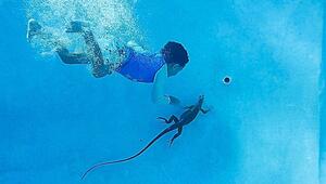 Leguan im Pool: Junge schnappt sich Echse mit blossen Händen