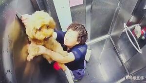 Leine bleibt in Aufzugstür hängen – Seniorin rettet Hund in Fahrstuhl