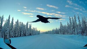 Ungewöhnlicher Lotse: Rabe führt LKW-Fahrer zum Rastplatz