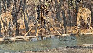 Fast Spagat gemacht: Giraffe in Simbabwe zeigt sich beim Trinken äusserst flexibel