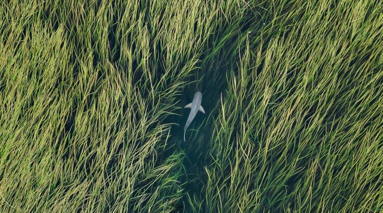 Siena Drone Photo Awards, Drohnen, Aufnahmen, Fotografie, Wettbewerb, Natur