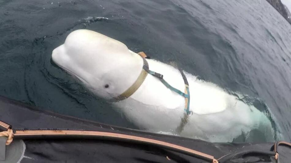 Für Spionage abgerichtet? Beluga "Hvaldimir" verendet vor norwegischer Küste gefunden