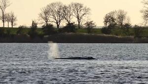 Wettlauf um den Wal: Neue Rettung weiter auf der Kippe