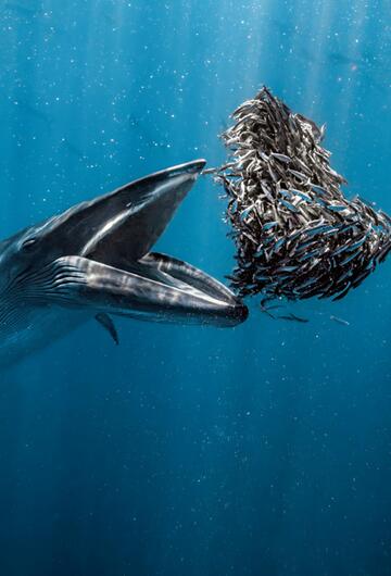 Ocean Photographer of the Year