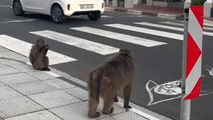 Geduldig gewartet: Schlaue Paviane überqueren Strasse auf Zebrastreifen