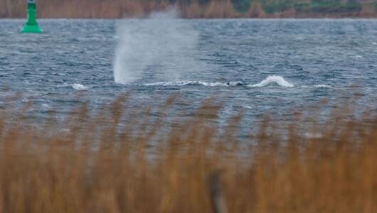 Gestrandeter Buckelwal schwimmt