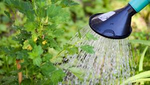 Giessverbot und kalkhaltiges Leitungswasser: Warum Regenwasser die bessere Wahl ist
