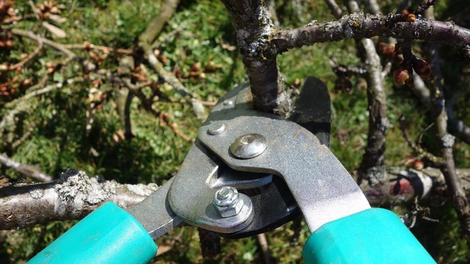 baum blutet
