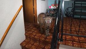 Wildkatze im Wohnzimmer: Frau in Washington findet Rotluchs in ihrem Haus