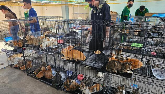 Katzenfleischhandel in Vietnam