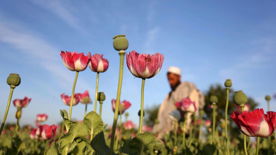 UN: Opiumanbau in Afghanistan seit 2022 um 95 %zurückgegangen