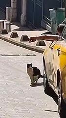 Geschäft auf der Strasse: Katze stoppt Verkehr in Istanbul