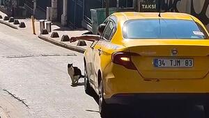 Geschäft auf der Strasse: Katze stoppt Verkehr in Istanbul
