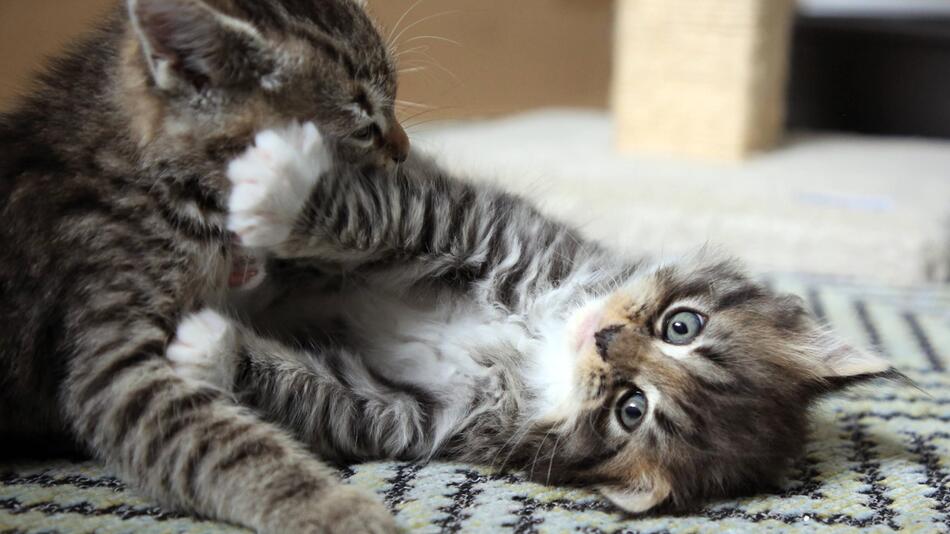 Zwei Katzen