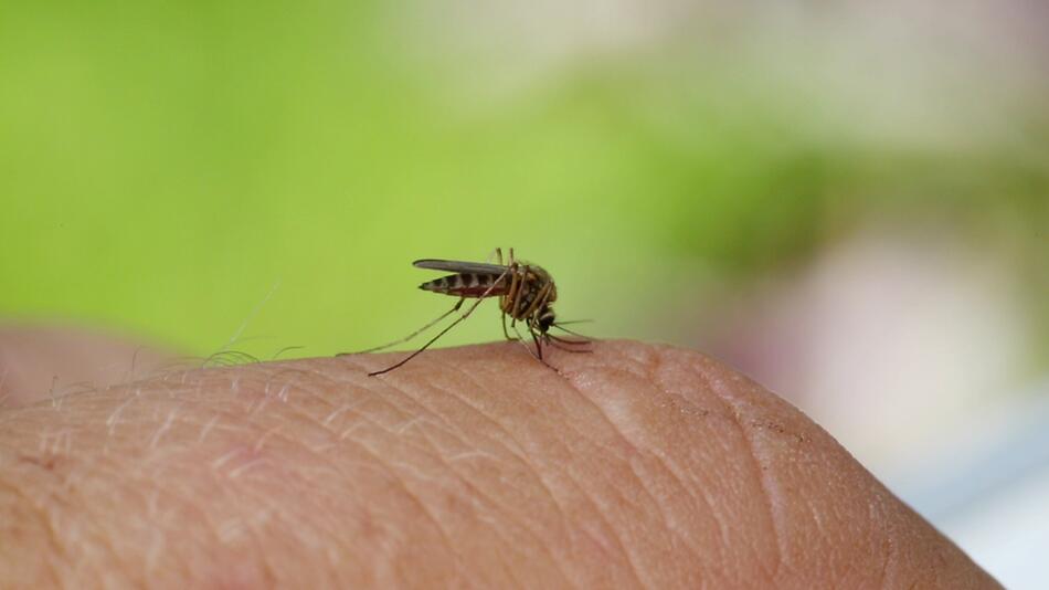 Nur 3 Zutaten: Anti-Mücken-Spray einfach selber machen