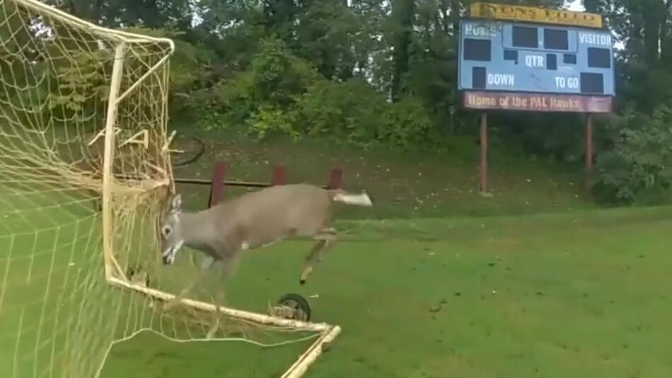 Hirsch verfängt sich in Fussballtor