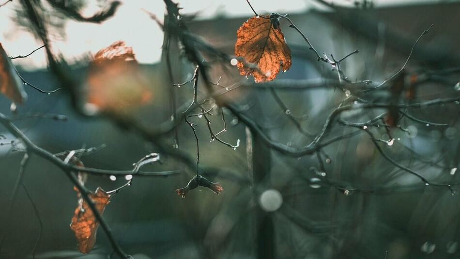 Gartenarbeit im November