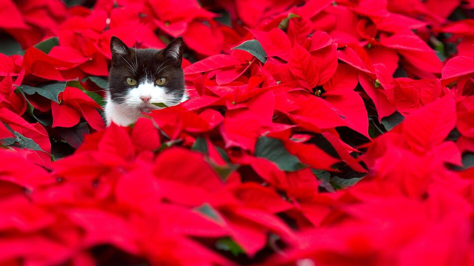 Katze zwischen Weihnachtssternen