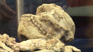 "Little Foot" könnte neue Menschenart sein