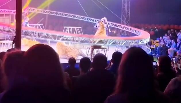 Panik im Zirkuszelt: Schutznetz fällt herunter – Tiger springt ins Publikum