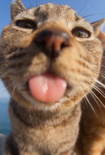 Katze streckt Zunge raus in Kamera.