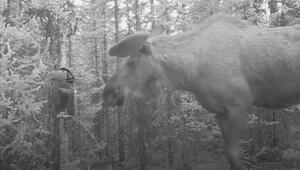 Schreck im Wald: Elch kommt mit eigenem Spiegelbild nicht klar