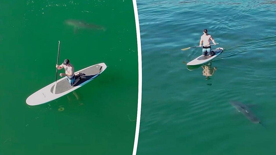 Weisser Hai umkreist Paddleboarder: Jungtier kam zum Greifen nahe