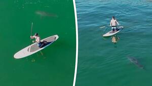Weisser Hai umkreist Paddleboarder: Jungtier kam zum Greifen nahe