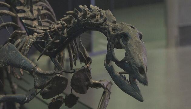 Flinker Pflanzenfresser: Forscher entdecken neue Dino-Art