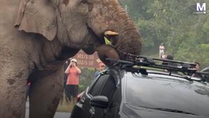 Tierische Konsequenzen für Falschparker: Verärgerter Elefant zerlegt Dachgepäckträger