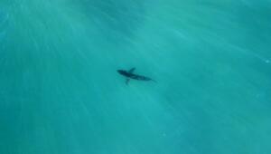 Weisser Hai im Mittelmeer bestätigt – seltenes Jungtier entdeckt