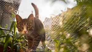 Katze Cookie auf einem Balkon mit Katzennetz