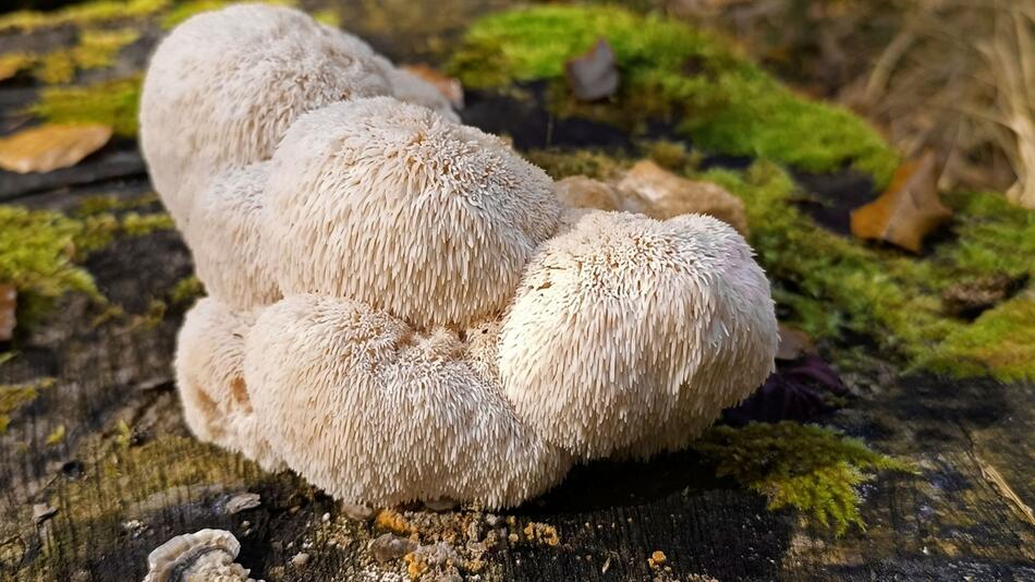 Pilz Igelstachelbart