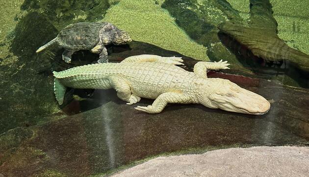 Albino-Alligator Claude gestorben